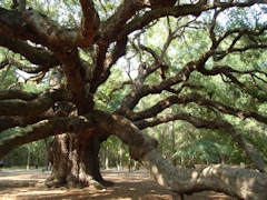 Angel_OaK_SAOT_04sm