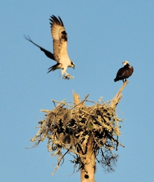 osprey nesting behavior