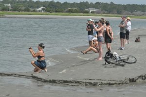 Dolphin watching crowd